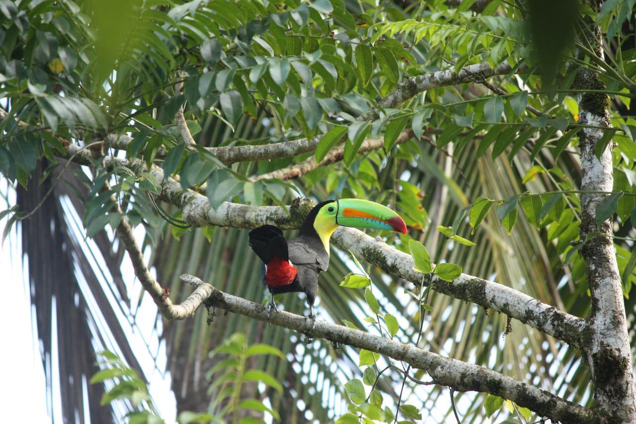 Hotel Vista Al Tortuguero Cariari  Exteriér fotografie
